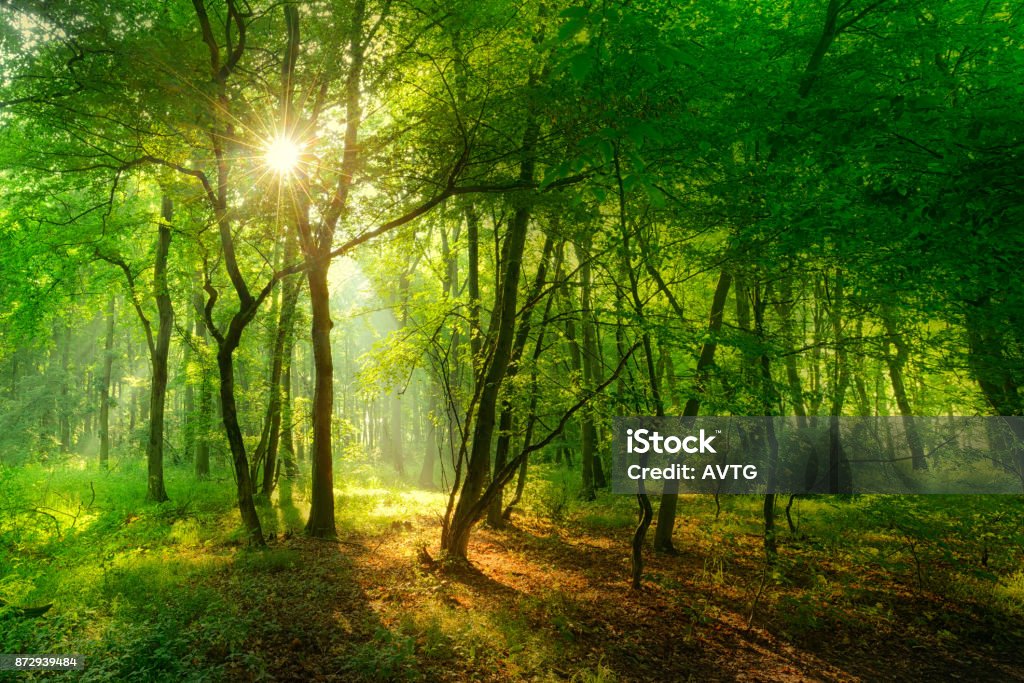 Natural Forest of Beech Trees illuminated by Sunbeams through Fog sunlight breaking through foliage and fog creating a mystical atmosphere Forest Stock Photo