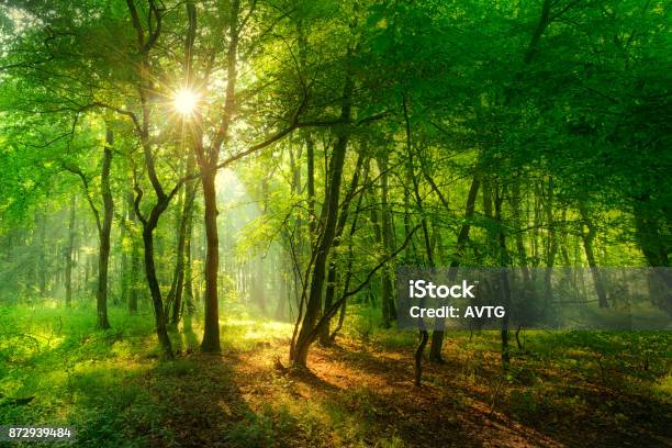 Natural Forest Of Beech Trees Illuminated By Sunbeams Through Fog Stock Photo - Download Image Now