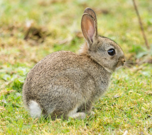 istock Wild baby rabbit in a field 872940076