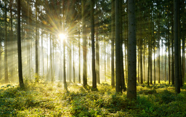 istock Spruce Tree Forest, Sunbeams through Morning Fog 872942654