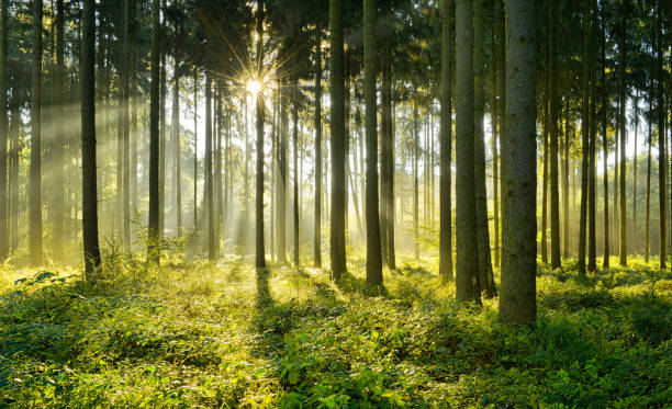 istock Spruce Tree Forest, Sunbeams through Morning Fog 872942734