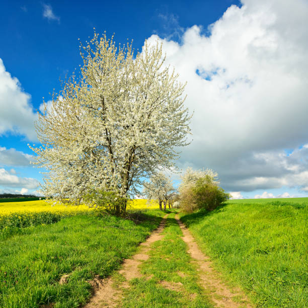 Spring Landscape under Blue Sky