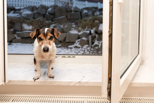 istock Jack Russell Terrier - Dog is sitting on windowsill in winter and with open window 872946790