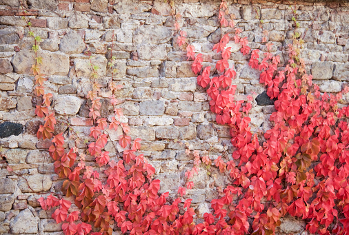 branches of parthenocissus quinquefolia in autumn climbing on stone wall