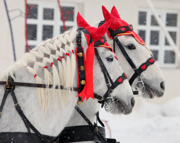 istock Coachman pair white horse carriage 872947312