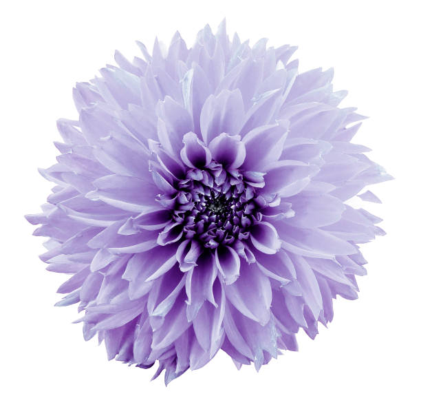 istock flower light violet dahlia. White isolated background with clipping path.   Closeup.  no shadows.  For design.  Nature. 872949504