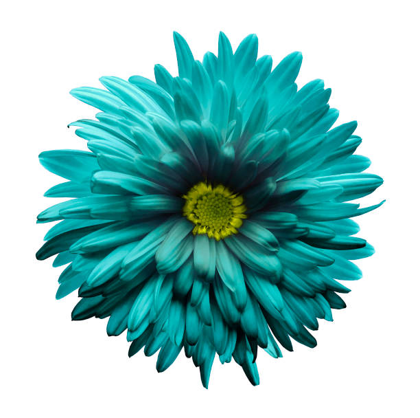 istock Turquoise aster flower isolated on white background with clipping path.  Closeup no shadows.  Nature. 872949818