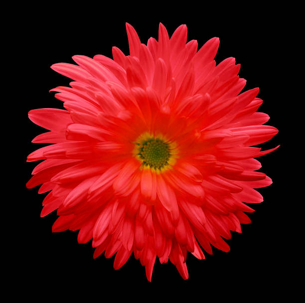 istock Red aster flower isolated on black background with clipping path.  Closeup no shadows.  Nature. 872949824