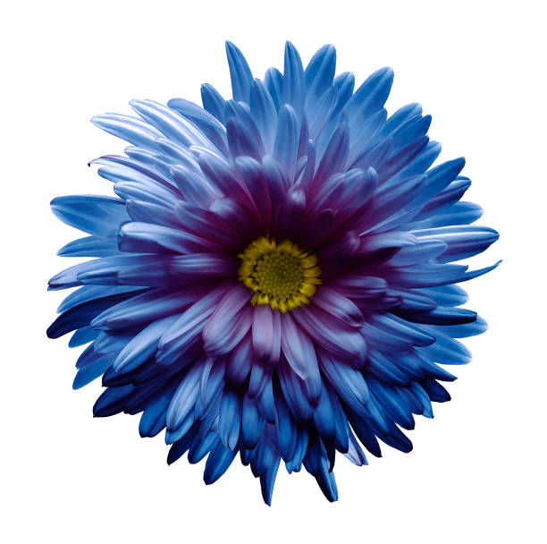 istock Blue-violet aster flower isolated on white background with clipping path.  Closeup no shadows.  Nature. 872950166
