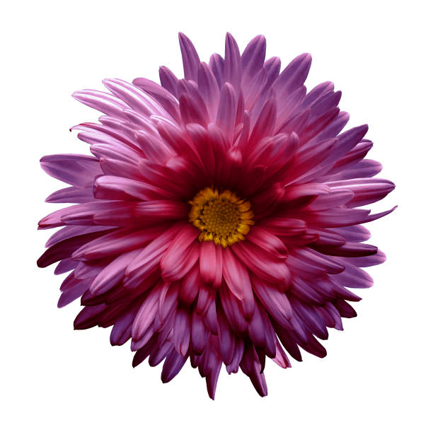 Violet-pink aster flower isolated on white background with clipping path.  Closeup no shadows.  Nature.