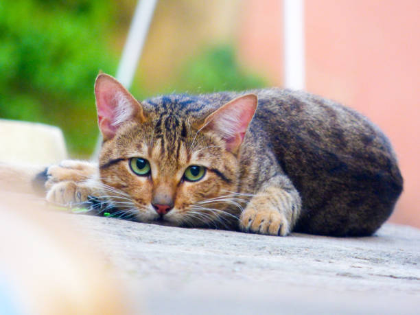 istock Lovely Cat With Lovely Eyes 872950494