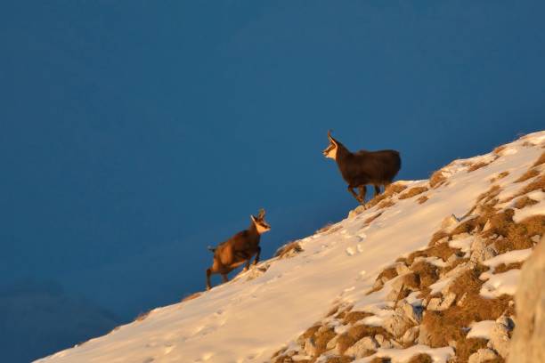 istock chamois, rutting chamois 872950670