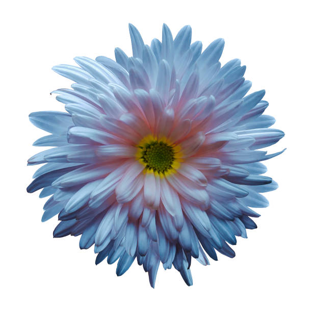 istock Light blue-pink aster flower isolated on white background with clipping path.  Closeup no shadows.  Nature. 872953386