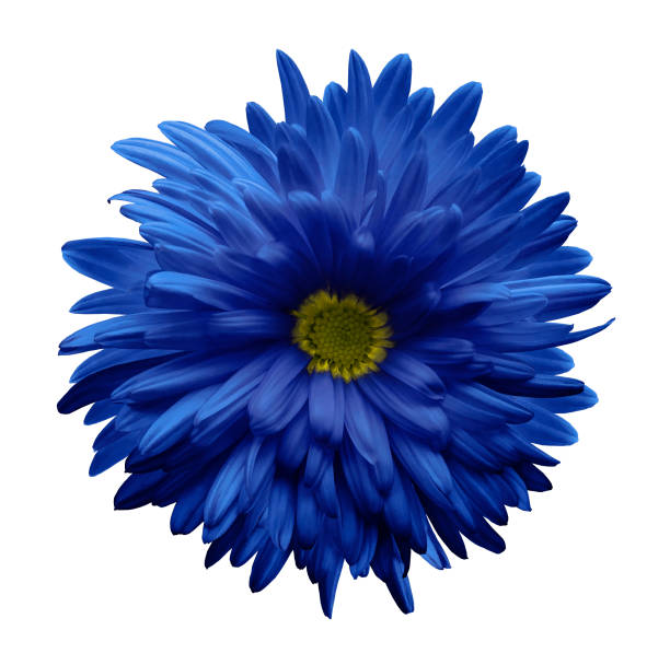 istock Light blue aster flower isolated on white background with clipping path.  Closeup no shadows.  Nature. 872953394