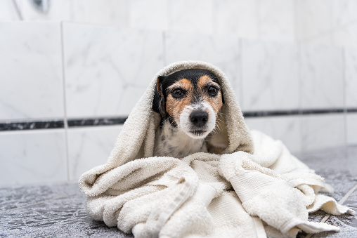 Jack Russell Terrier - little dog sits wrapped in bath towel after bathing on the floor
