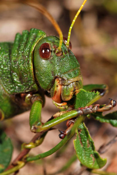 гигантский кузнечик (tropidacris collaris) - giant grasshopper стоковые фото и изображения