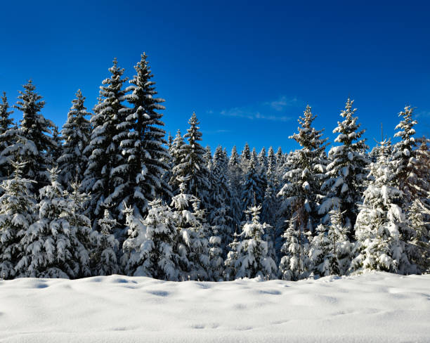 istock Winter Landscape, Spruce Tree Forest Covered by Snow, bright sunshine, blue sky 872962782