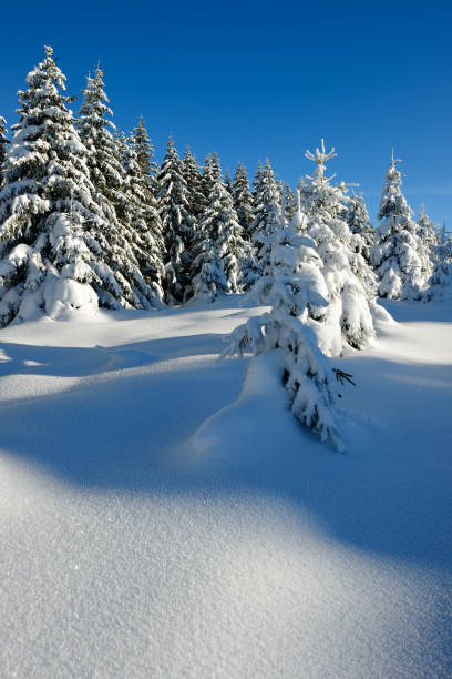 istock Winter Landscape, Spruce Tree Forest Covered by Snow, bright sunshine, blue sky 872963446