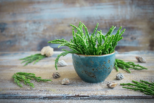 fresh Salicornia - the sea asparagus in a blue Cup on the old background