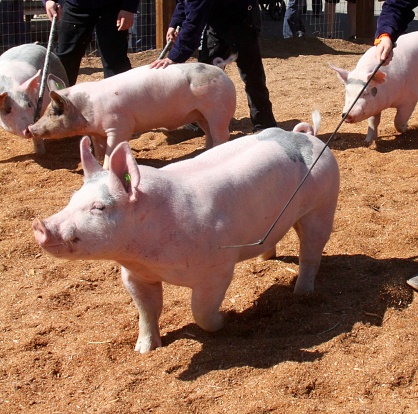 Pigs on parade at the county fair being prodded in front of the judge