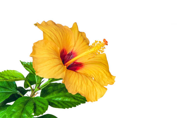 istock Orange Hibiscus flower isolated on white background. Chinese rose. 872969656