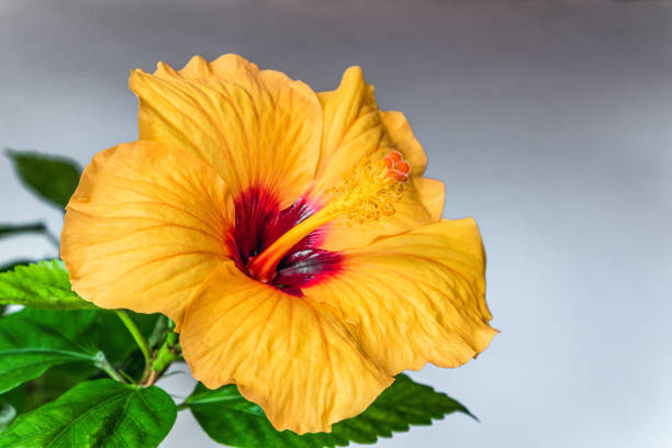 istock Orange Hibiscus flower close-up. Chinese rose. 872969662