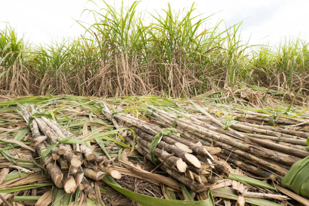 istock fresh sugarcane in garden. 872969844