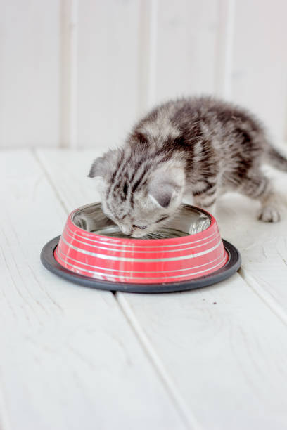 istock Young gray kitten drinks water from kitten bowl. 872970140