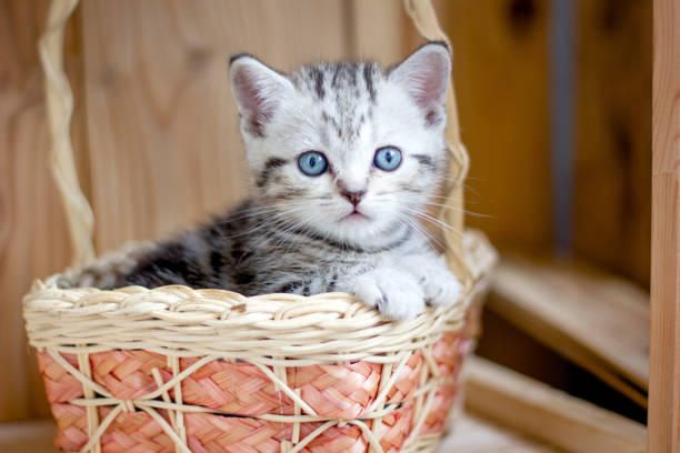 istock Adorable little kitten sitting in a wicker basket. 872973202