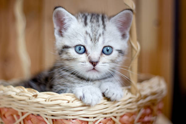 istock Adorable little kitten sitting in a wicker basket. 872973276