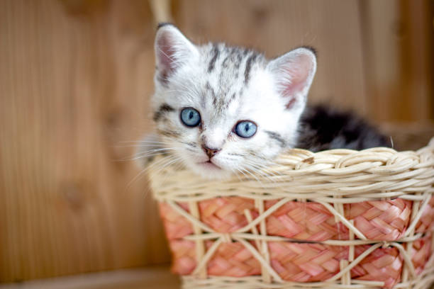 istock Adorable little kitten sitting in a wicker basket. 872973348