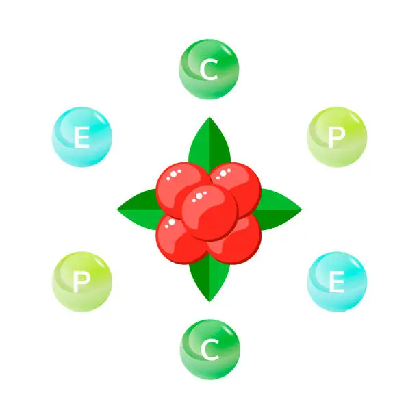 Vector illustration of vector illustration, stone bramble, forest red berries with gree