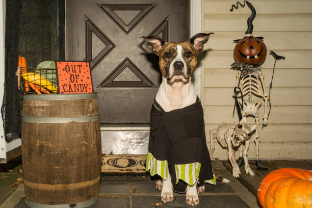 istock American Staffordshire bull terrier trick or treating 872973448