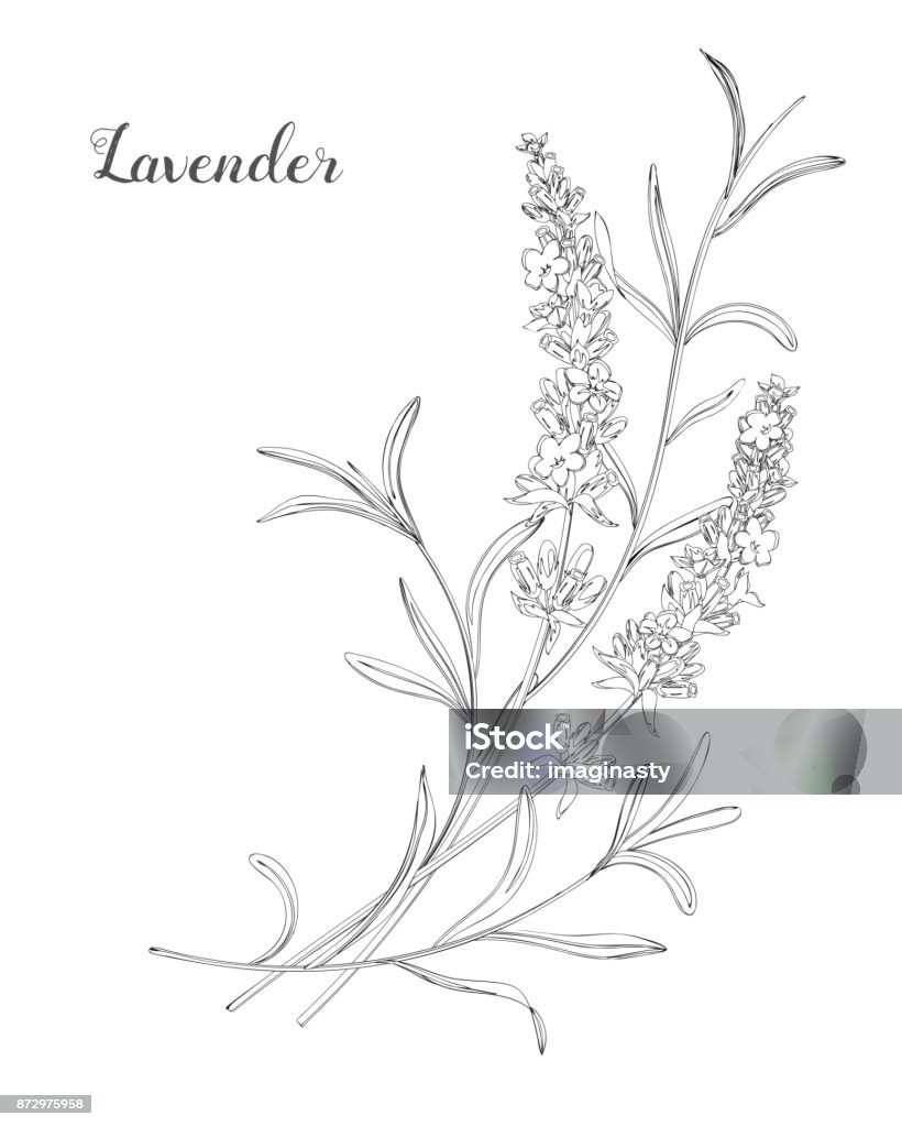 Vector sketch lavender illustration. Beautiful boquet of lavender flowers.  Doodle, line art Lavender - Plant stock vector