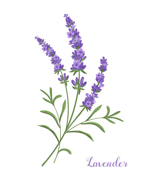 иллюстрация векторной лаванды. - flower purple macro bud stock illustrations