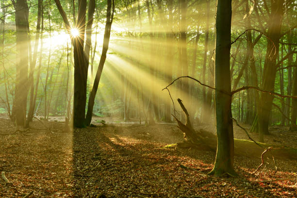 istock Natural Forest of Beech and Oak Trees illuminated by Sunbeams through Fog 872976202