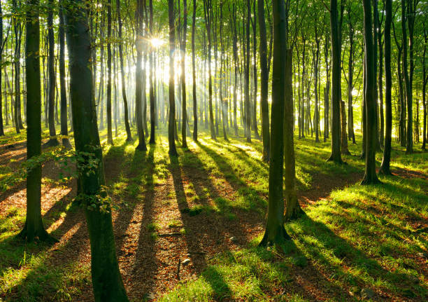 Natural Forest of Beech Trees illuminated by Sunbeams through Fog Macical Sunlight after Summer Rain beech tree stock pictures, royalty-free photos & images