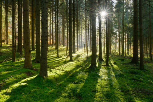 istock Forest of Spruce Trees illuminated by Sunbeams through Fog 872976484