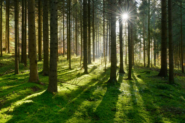 Forest of Spruce Trees illuminated by Sunbeams through Fog stock photo