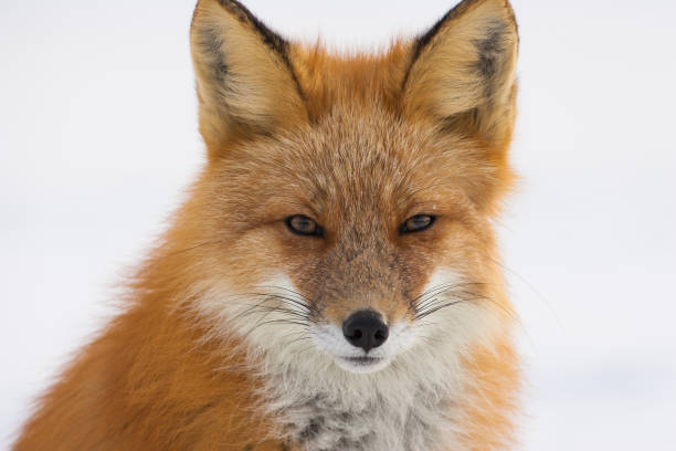 istock Winter Red Fox in Whitehorse, Yukon, Canada 872976948