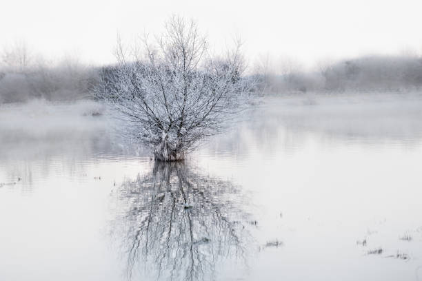 istock Winter landscape at lake with tree and fog 872979174