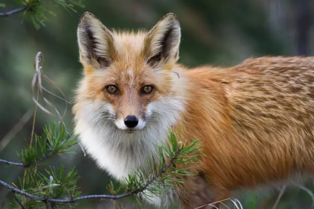 close up portrait of a melancholy Red Fox