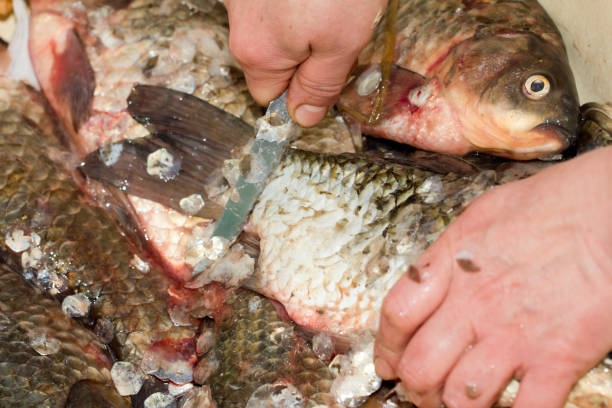 istock cleaning fish on the scales 872984100