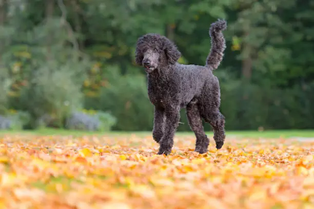Dog in autumn leaves - king poodle or big poodle