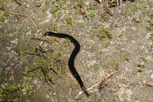 istock Platydemus manokwari,as known as, New Guinea flatworm 872995396