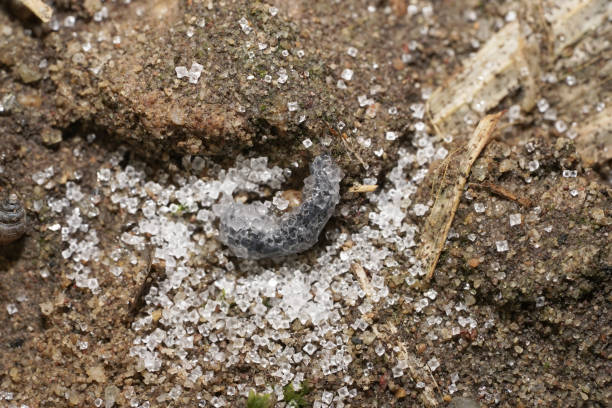 istock Platydemus manokwari,as known as, New Guinea flatworm 872995524