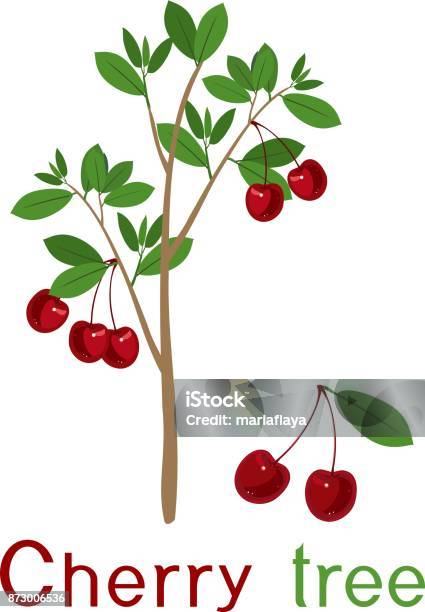 Cherry Introduction Cherry Tree With Green Leaves Ripe Cherry Fruits And Title Stock ...