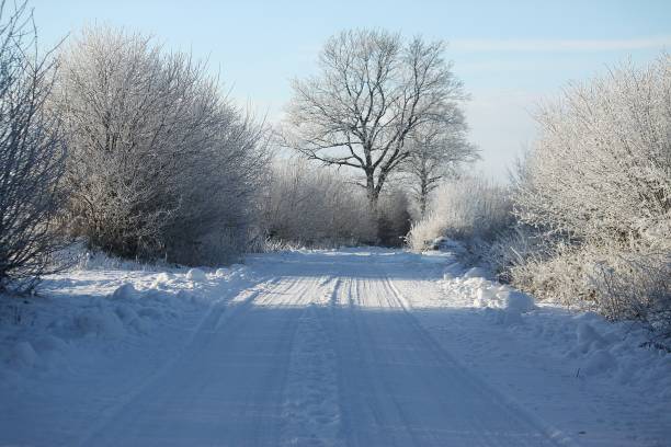 Free Stock Photo of Snow-covered path with a row of trees | Download ...