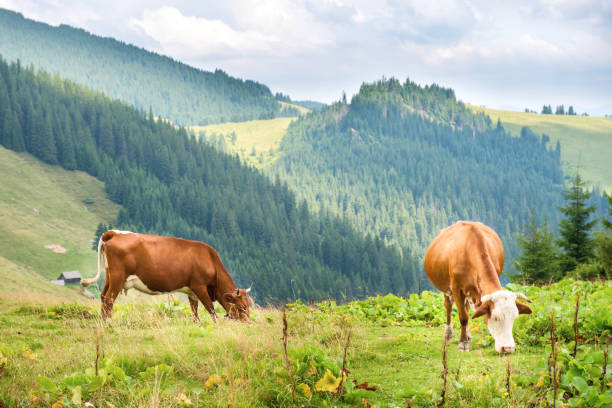 istock Cows on the green field at mountains 873009820