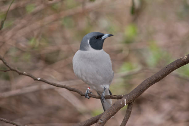 masked wood swallow